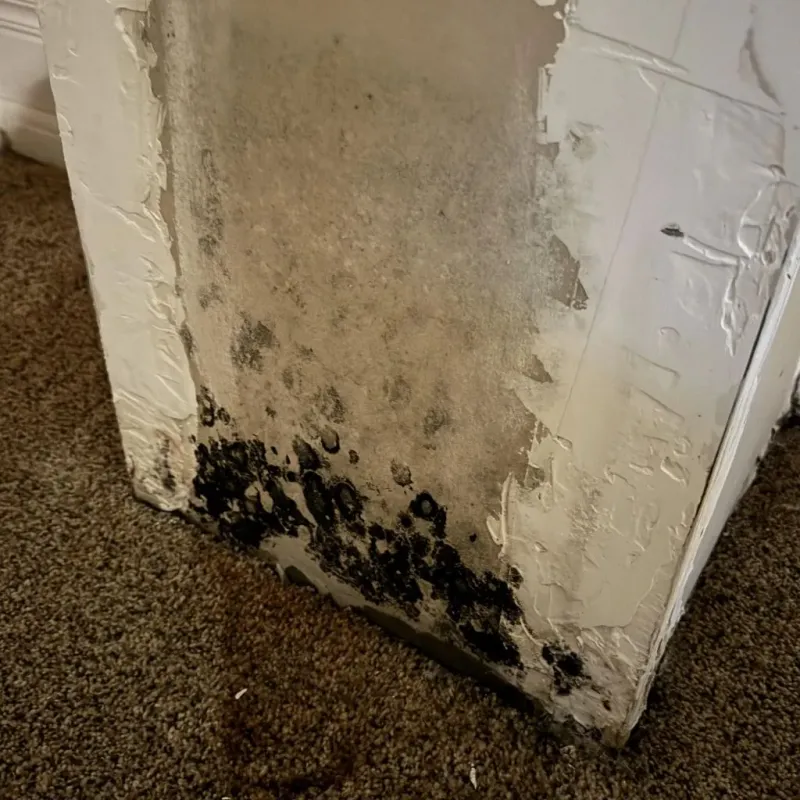 Professional Mold Removal in Carbon County, UT